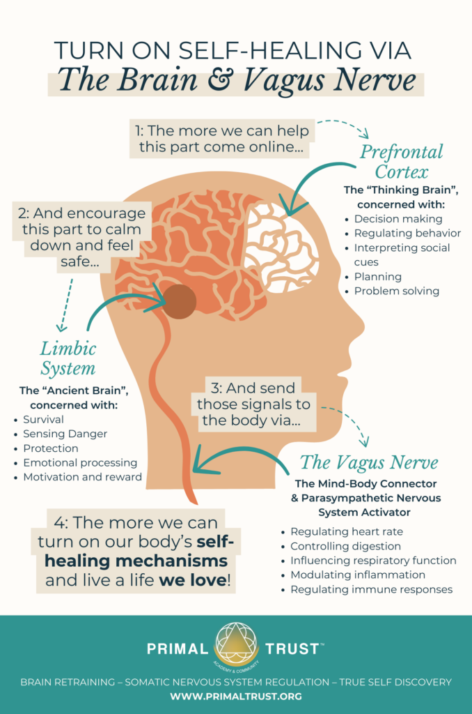 The Brain and Vagus Nerve Infographic