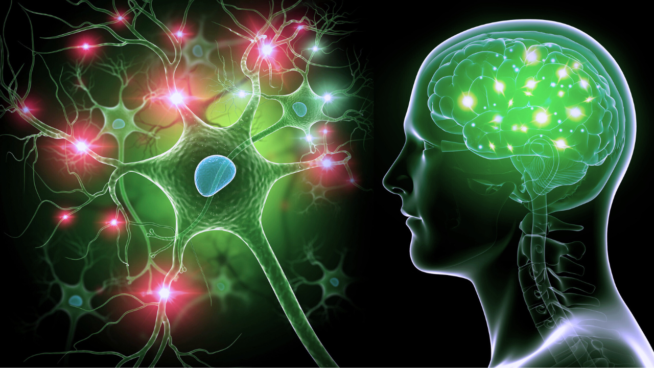 What Is Neuroplasticity? Understanding The Brain's Ability To Change