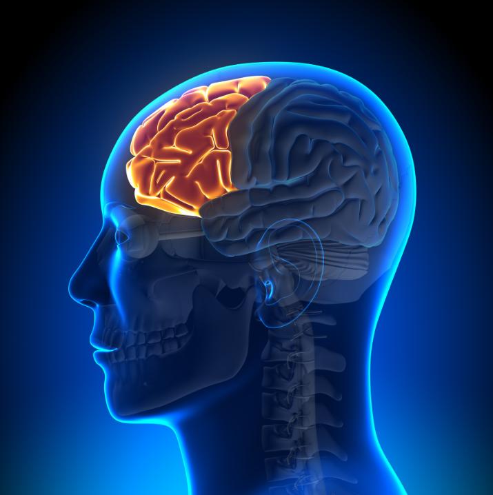 FrontalBrain