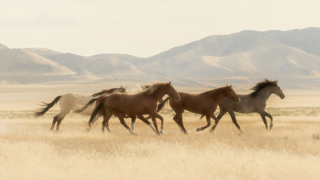 Wild horses - animals discharge trauma naturally.