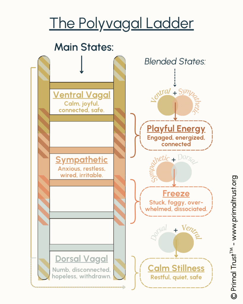 The Polyvagal Ladder Blended States Primal Trust